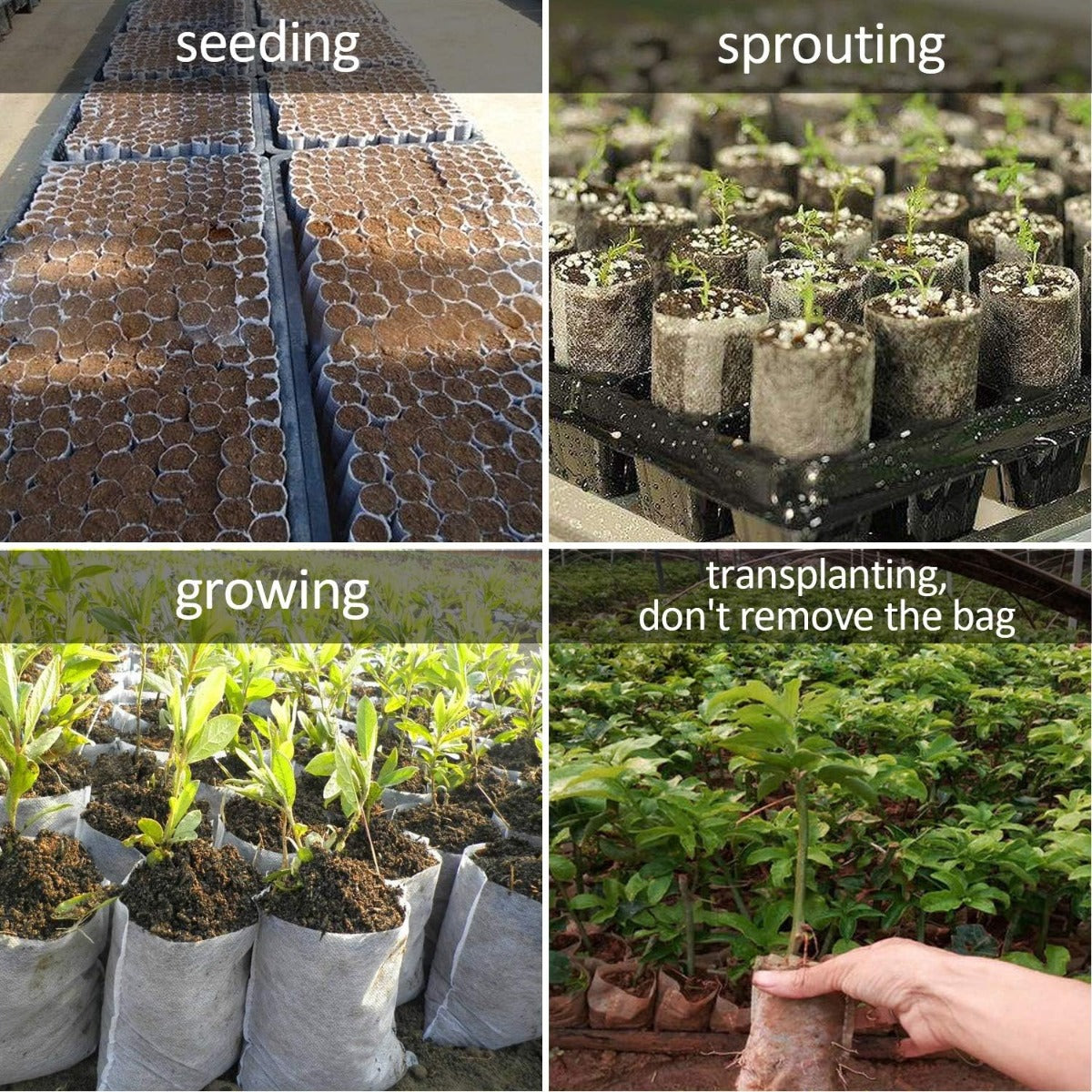 100pcs/opp Plants Nursery Bags
