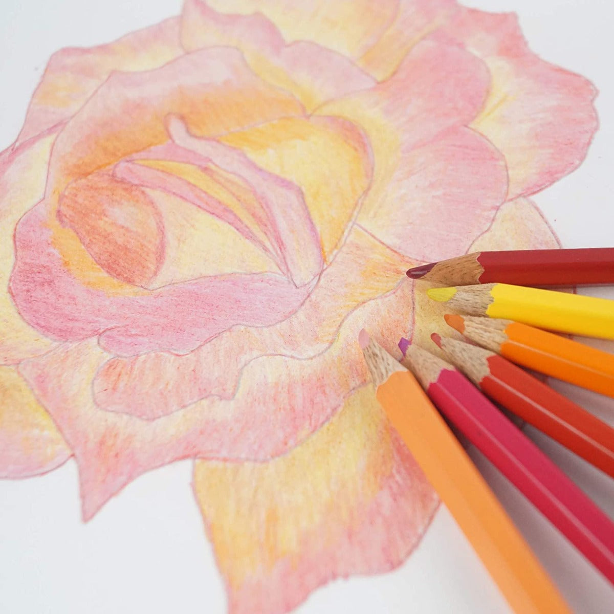Colour Pencil Bright & Smooth Colouring 24 Shades