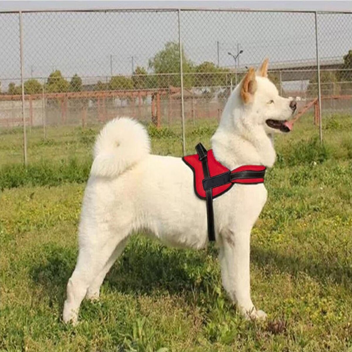 Dog Harness -Red -Medium