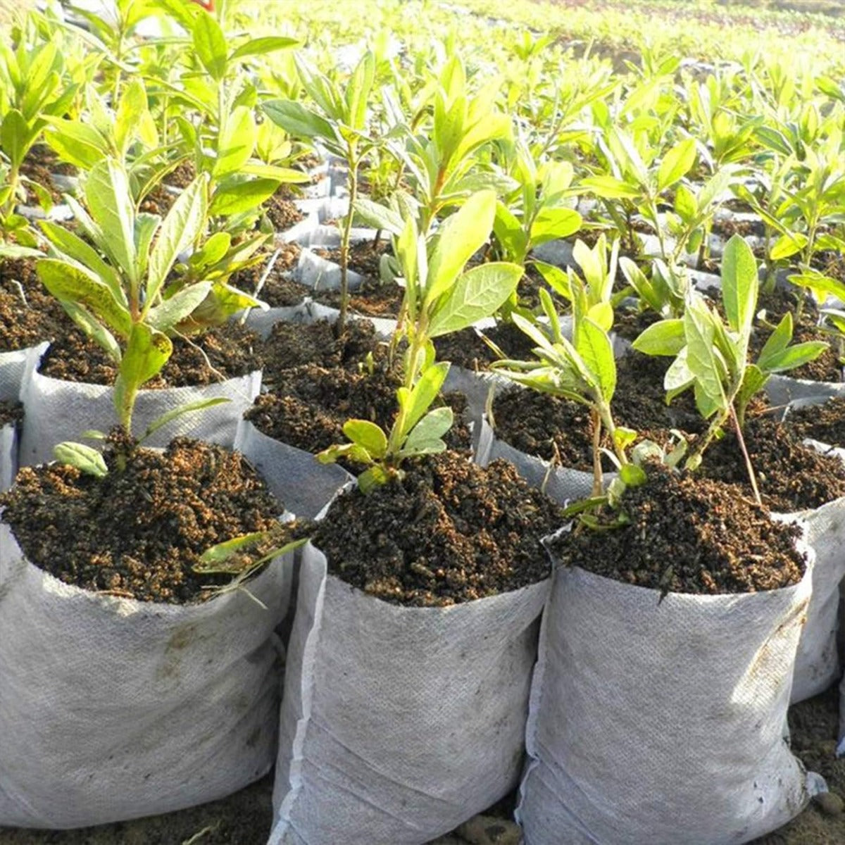100pcs/opp Plants Nursery Bags