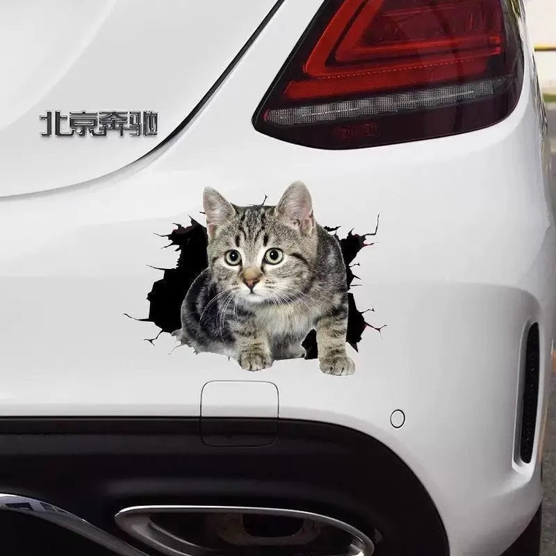 Body Cute Cat Cartoon