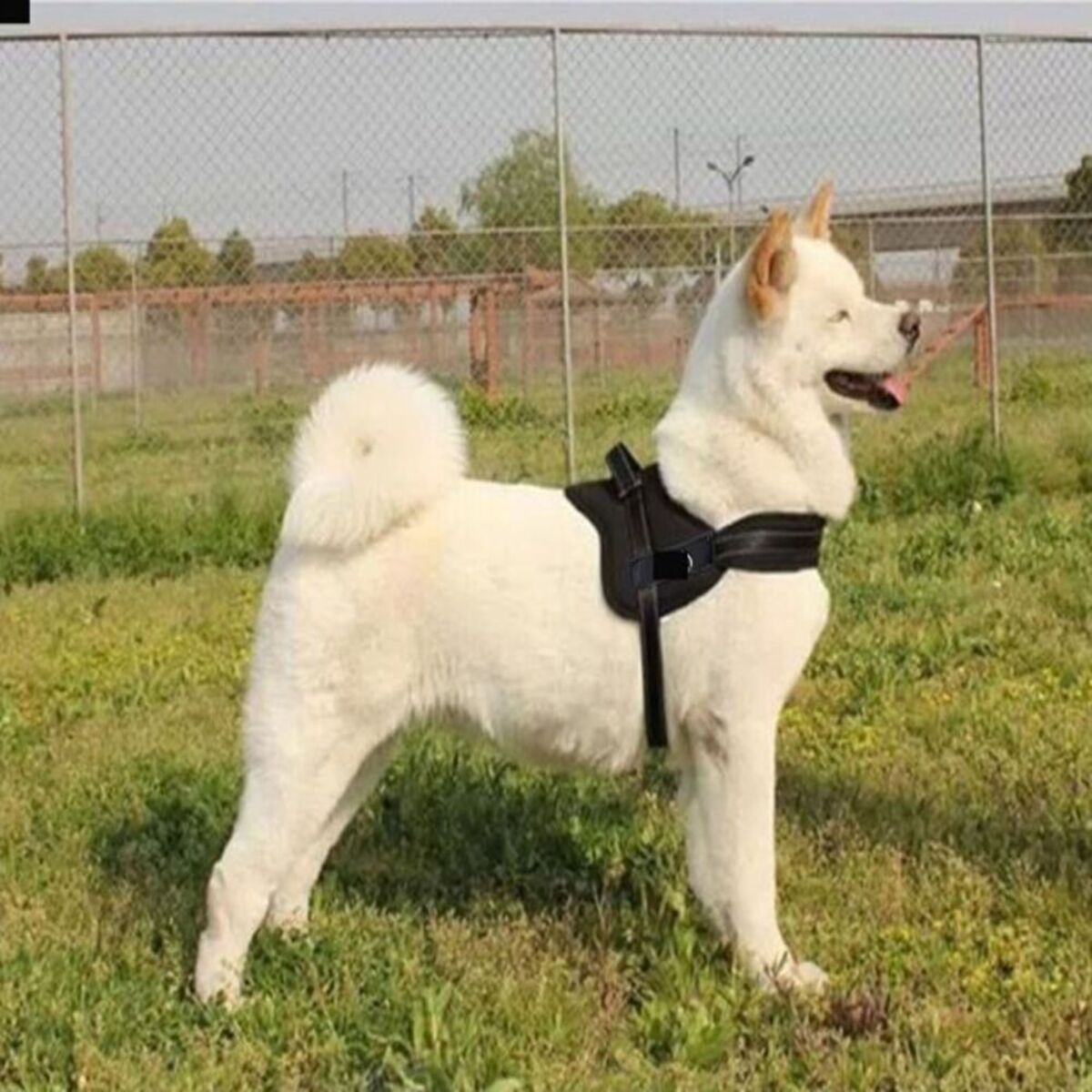 Dog Harness -Black-Medium