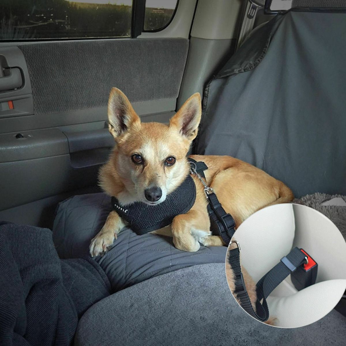 Dog car Seat Belt