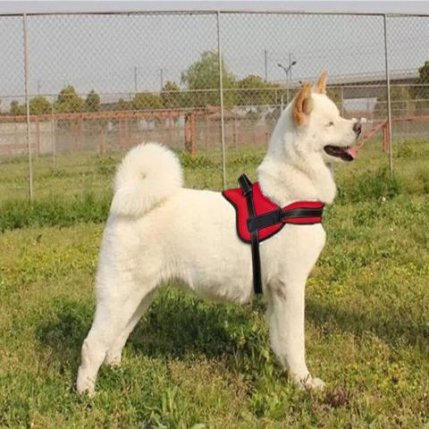 Dog Harness -Red -Medium